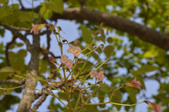 Stereospermum suaveolens